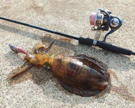 越前エギング 波が…風が…